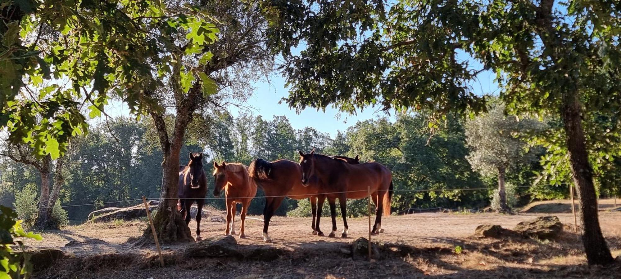 Lagares da Beira Quinta Da Adarnela 아파트 외부 사진